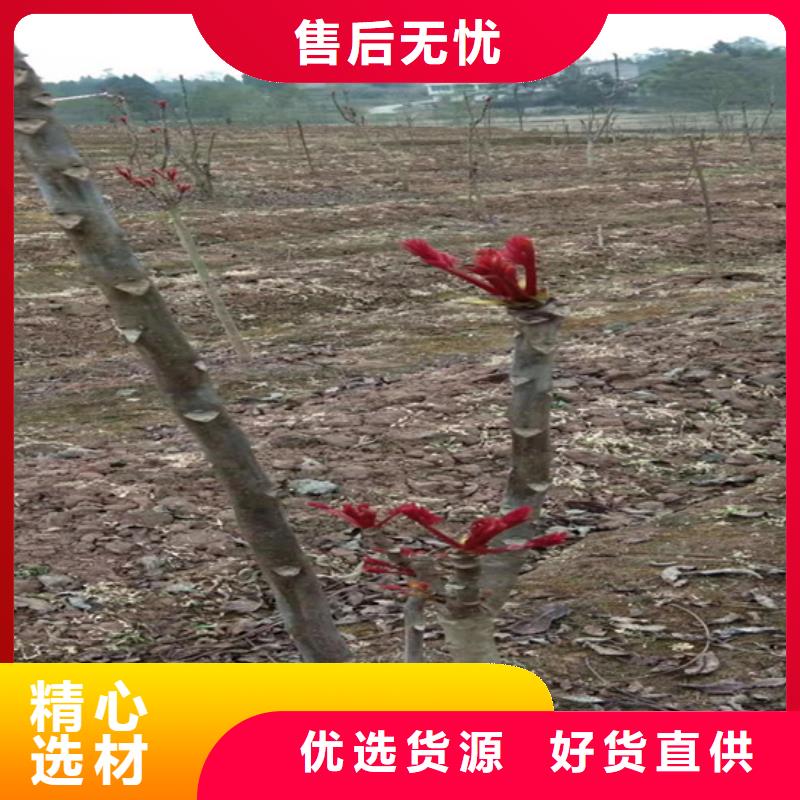 香椿-桃树苗现货采购层层质检