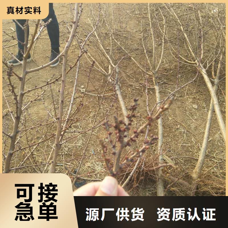 杏【石榴苗】用心服务本地厂家