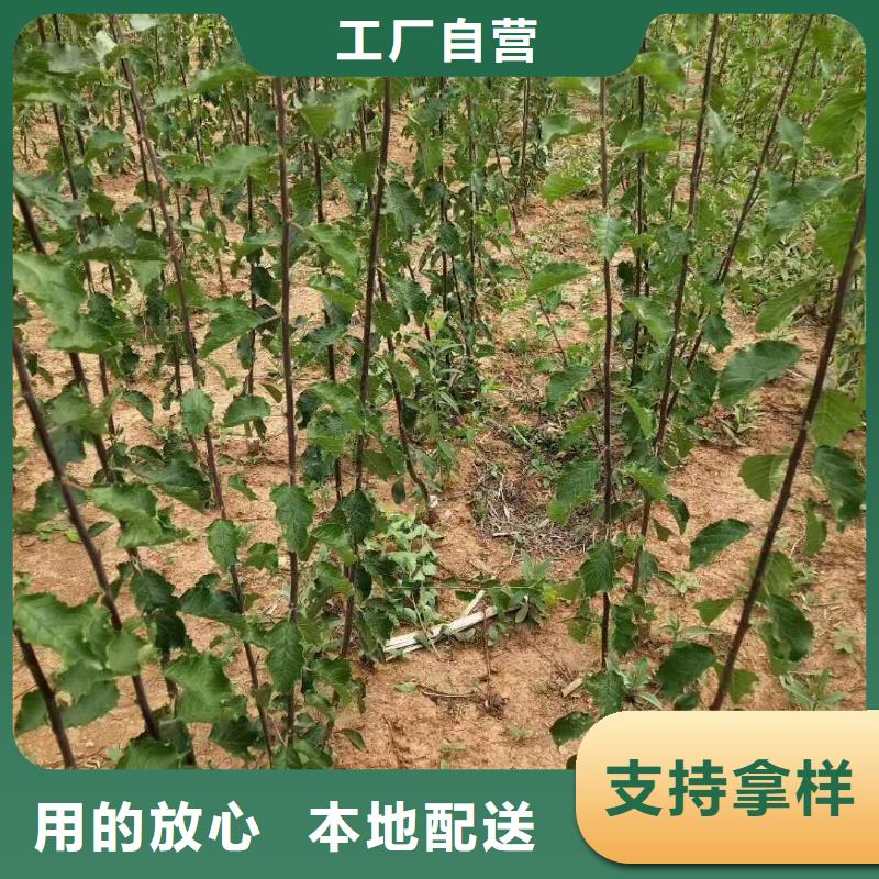 杏苹果苗48小时发货当地品牌