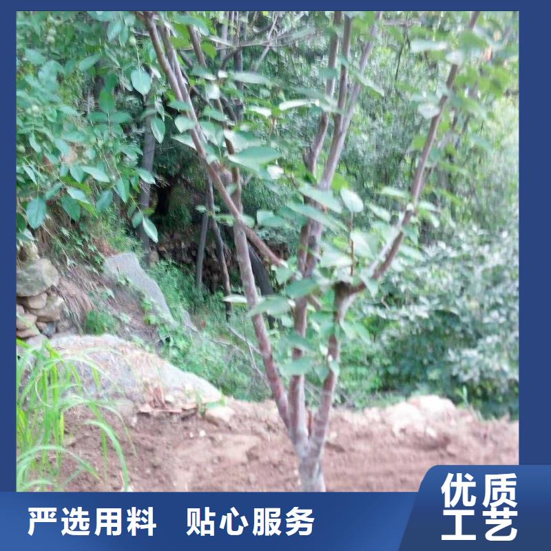 【杏】石榴树实地大厂源头厂家量大价优