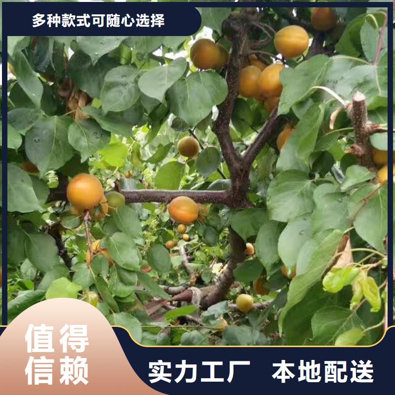 杏樱桃苗厂家直营种类丰富
