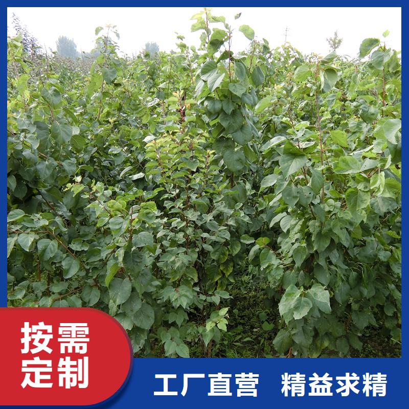 杏猕猴桃苗好货有保障可放心采购
