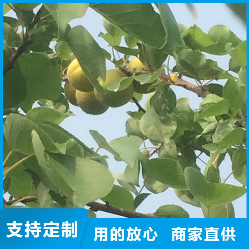 杏_桃树苗老客户钟爱当地生产厂家