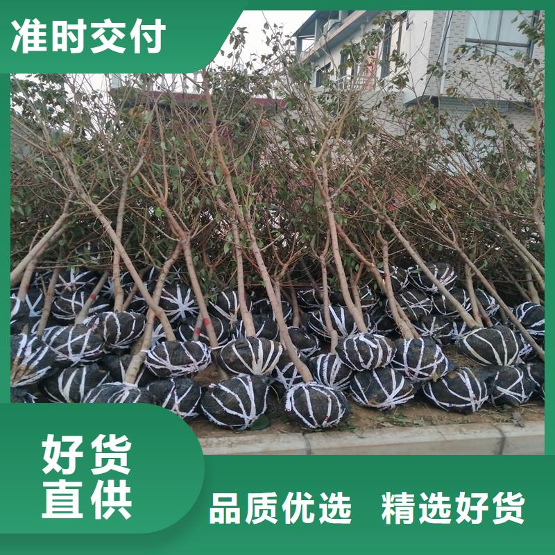 杏蓝莓苗常年出售详细参数