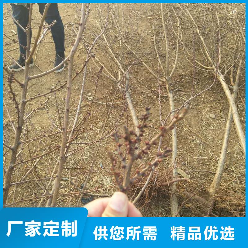 杏北美冬青符合行业标准同城生产商