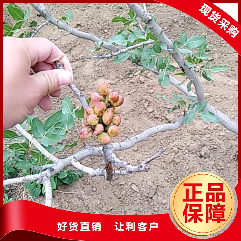 开心果杏树苗自有生产工厂品质可靠
