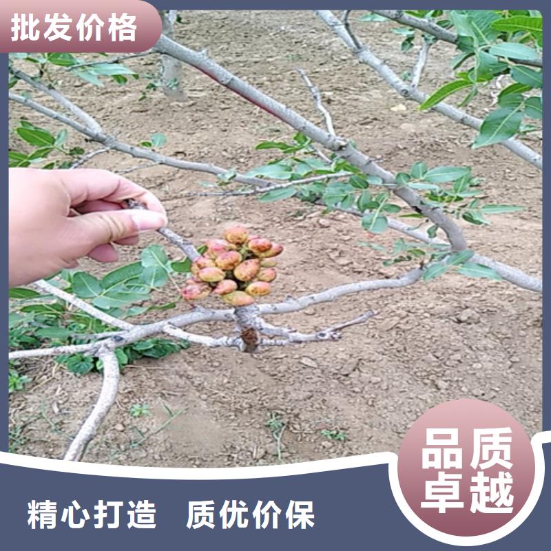 开心果樱桃苗无中间商厂家直销质量优选