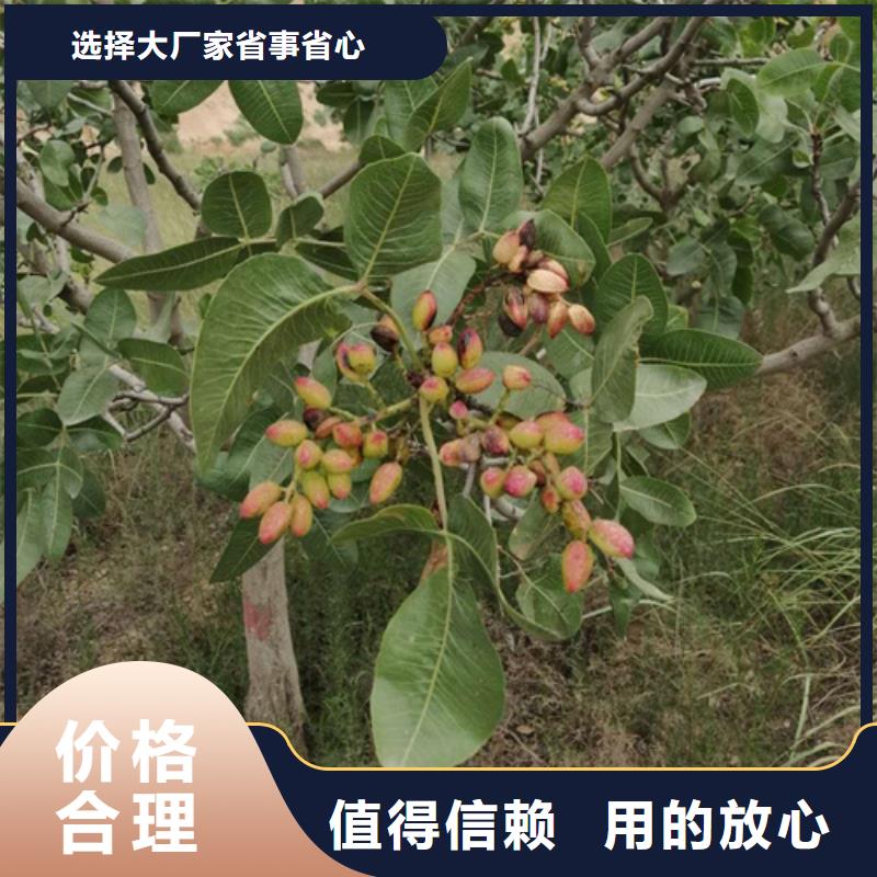 开心果葡萄苗工厂认证让客户买的放心