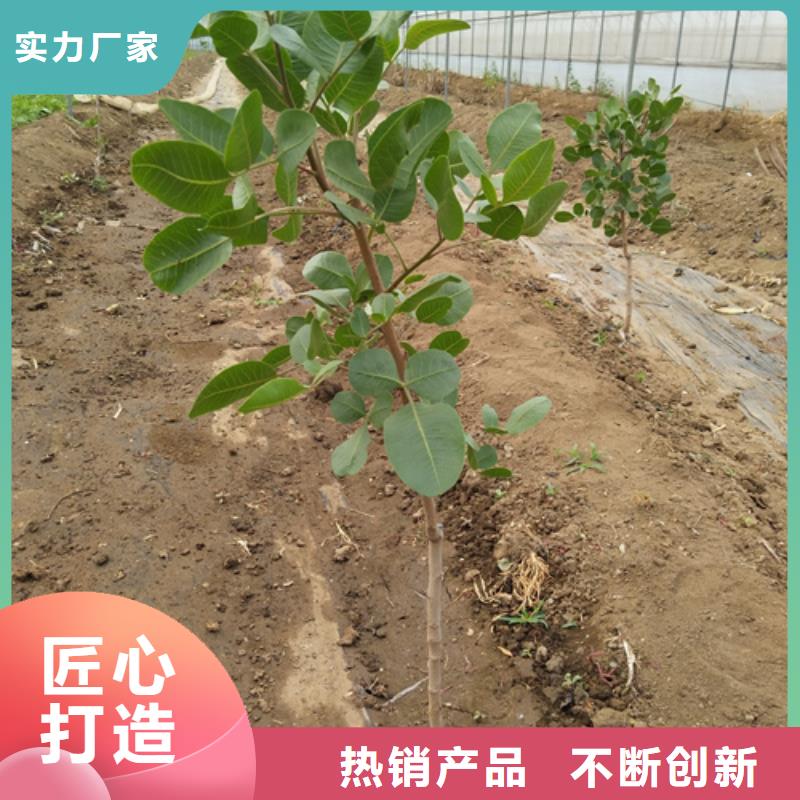 开心果_梨树苗源头厂家量大价优价格合理