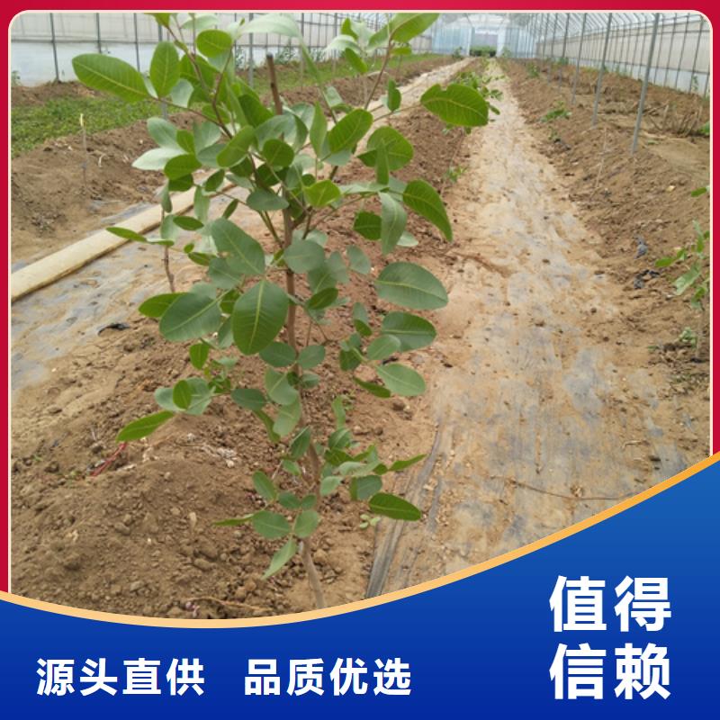 开心果樱桃苗品质不将就源头厂家量大价优