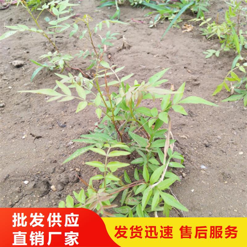 开心果桃树苗可定制货源足质量好