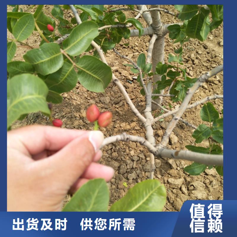 【开心果】,蓝莓苗加工定制当地生产商