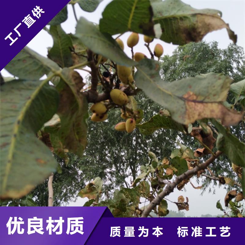 开心果石榴树好厂家有担当物美价优