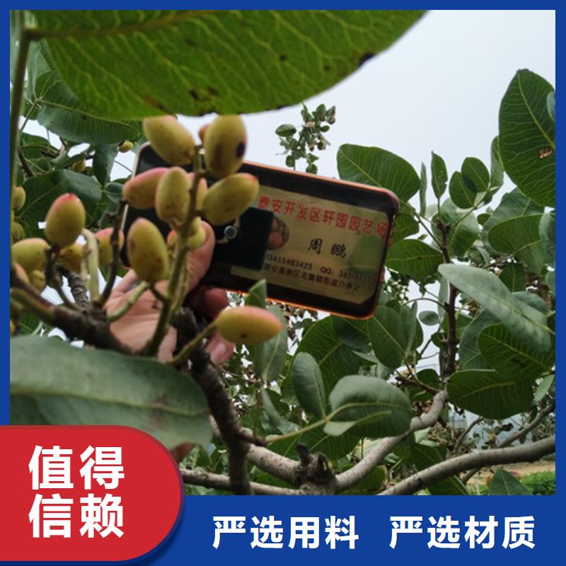 【开心果】苹果苗源头厂家供应库存量大