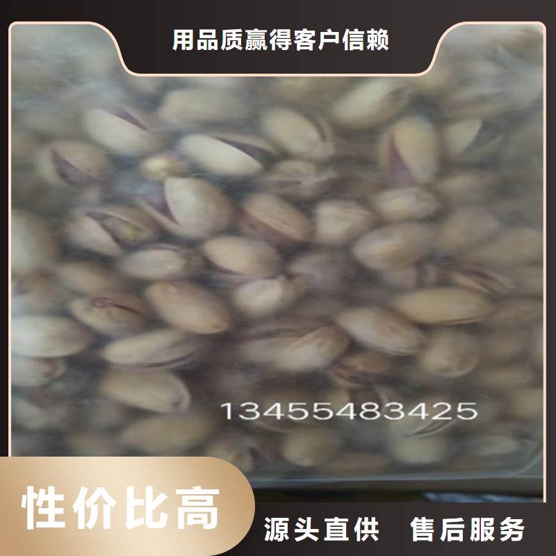 开心果蓝莓苗拒绝伪劣产品同城生产厂家