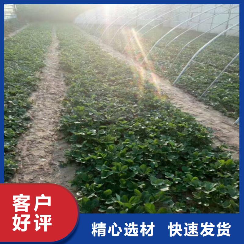草莓苗,果树苗厂家批发价敢与同行比服务