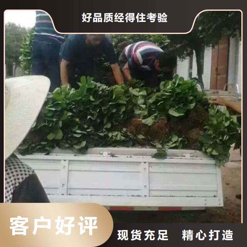 ​草莓苗柱状梨树苗厂家采购本地品牌
