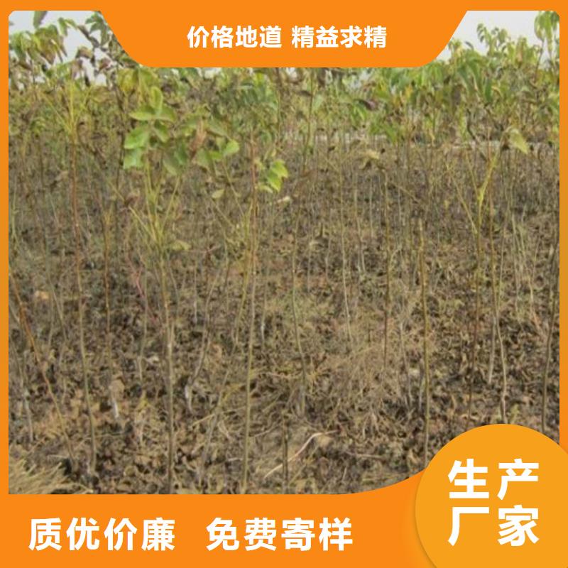 核桃苗花椒树苗专业供货品质管控用心制造