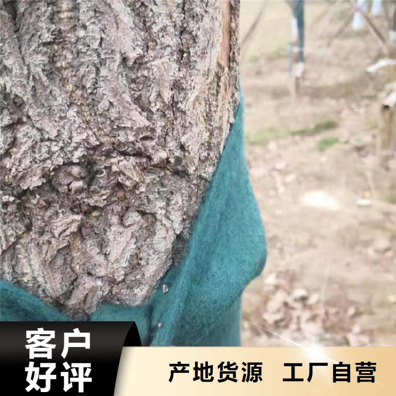 裹树布HDPE土工膜厂家直营本地货源