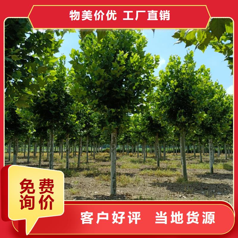 法桐-西府海棠自营品质有保障制造厂家