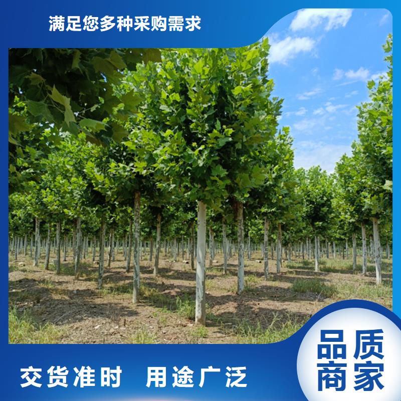 【法桐秋紫白蜡从厂家买售后有保障】质优价廉