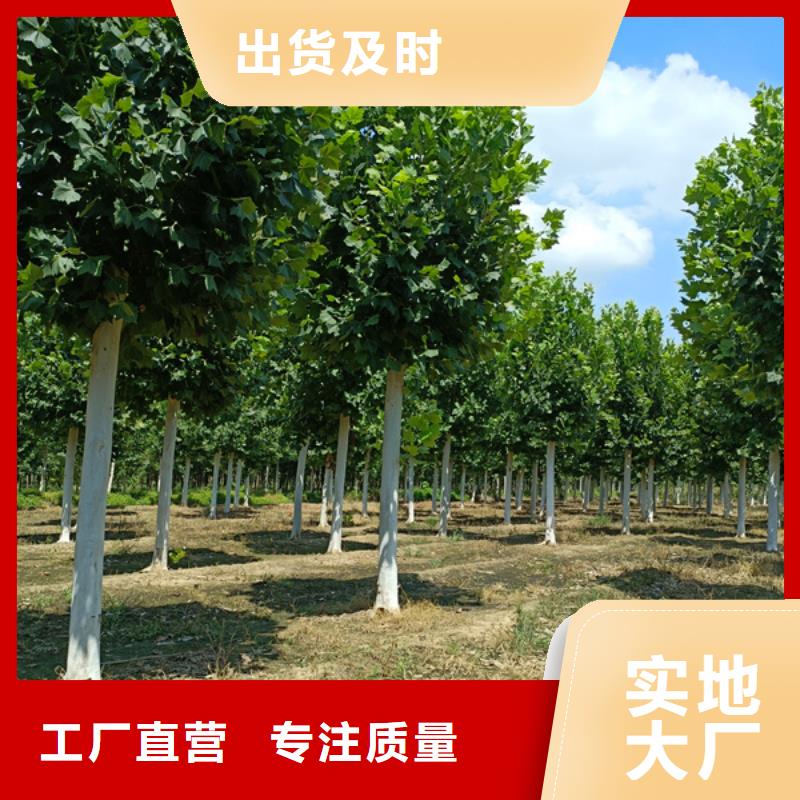 法桐,金叶槐工程施工案例本地服务商