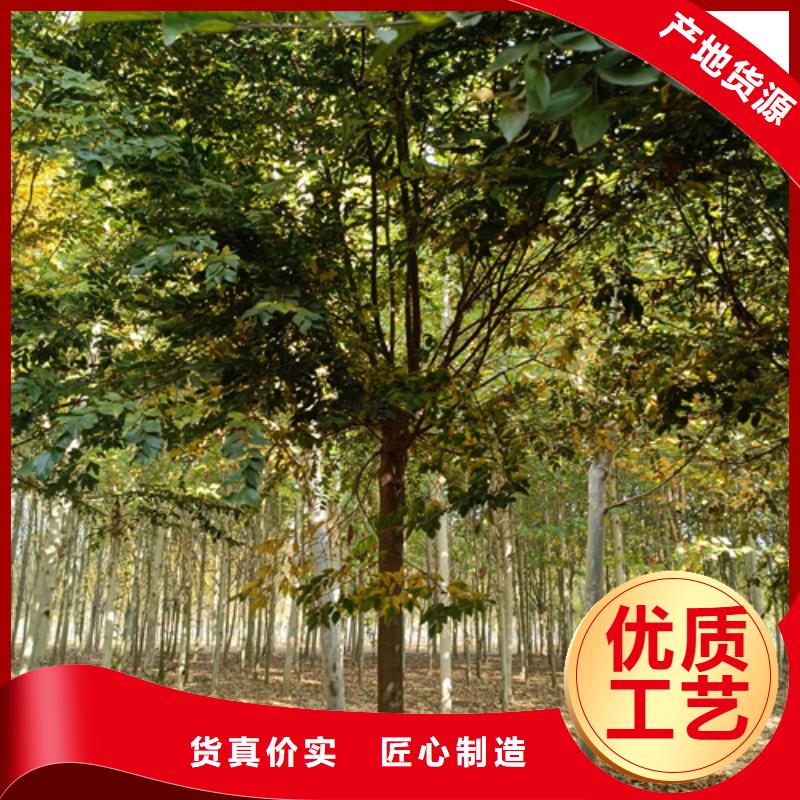 法桐,【北京栾】好品质售后无忧本地货源