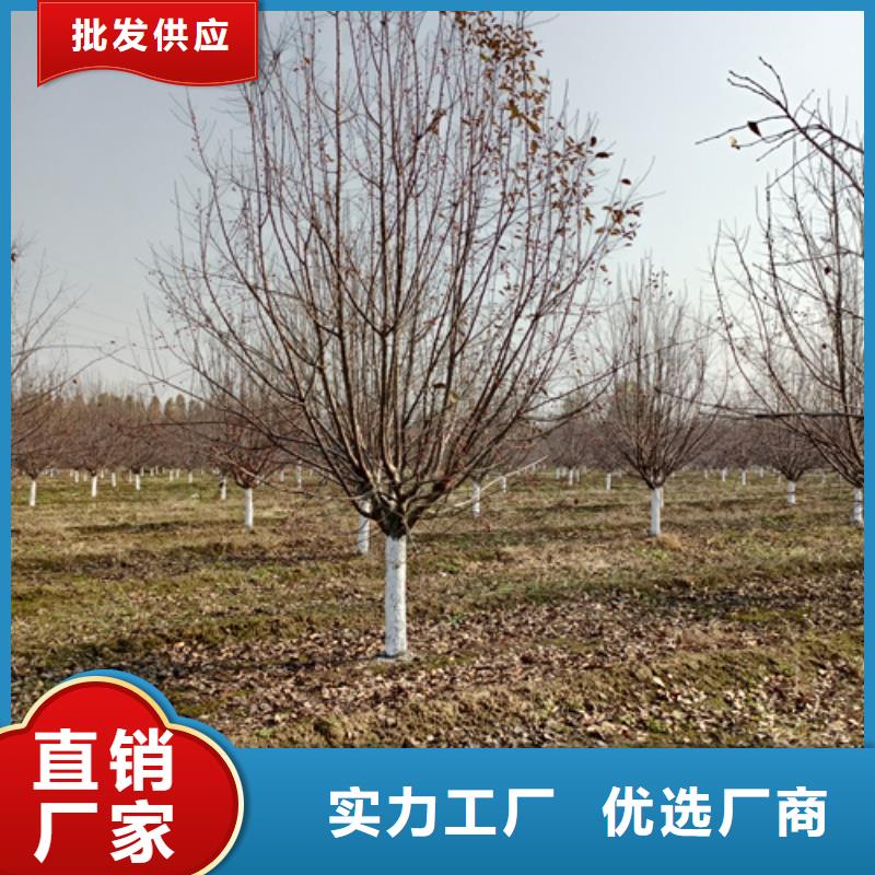 【法桐】美国红枫设备齐全支持定制当地公司