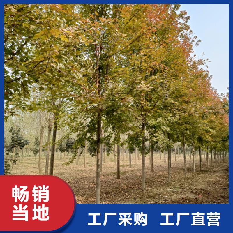 法桐美国红枫实力厂家选择大厂家省事省心