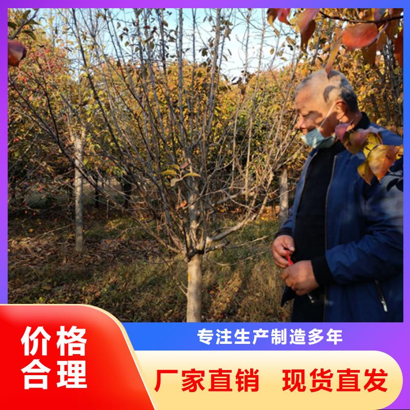 法桐美国红枫大厂生产品质同城生产商