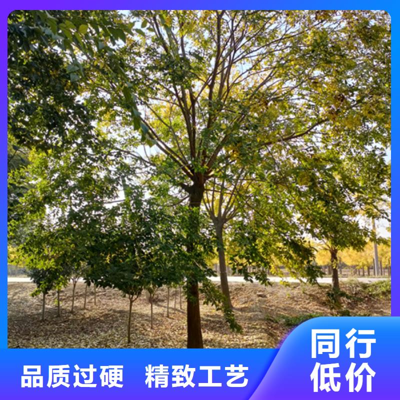 法桐_金叶槐专业生产厂家常年出售
