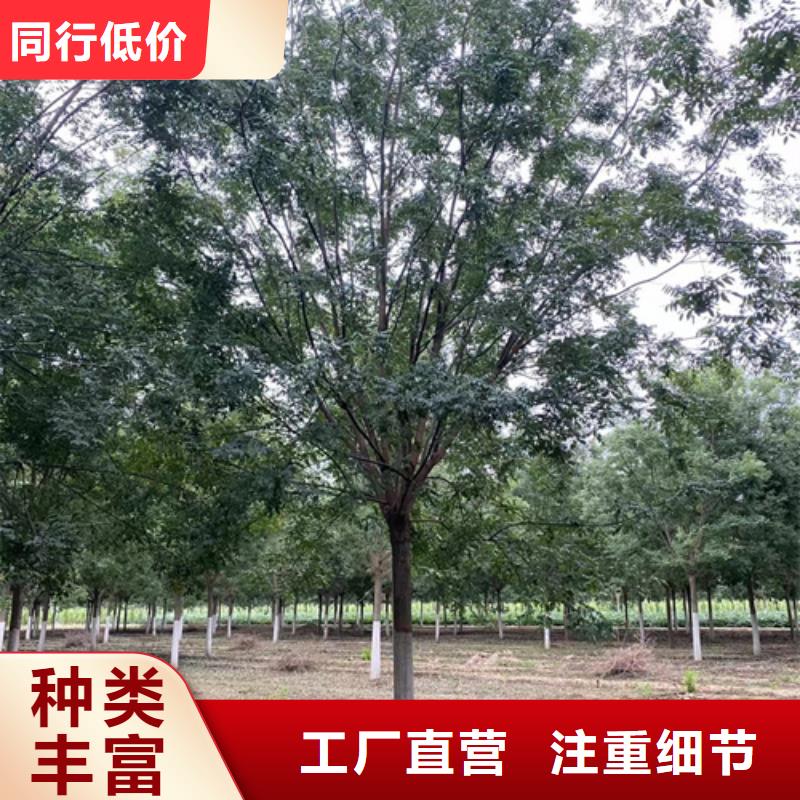 法桐高性价比商家直供