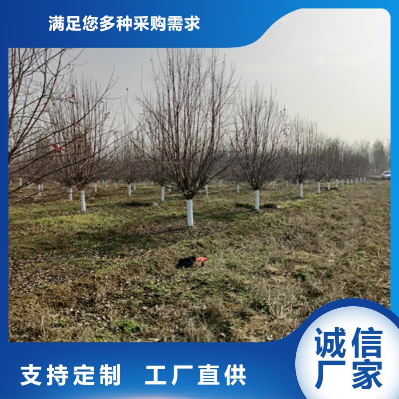 【法桐】金叶槐质量牢靠同城生产厂家