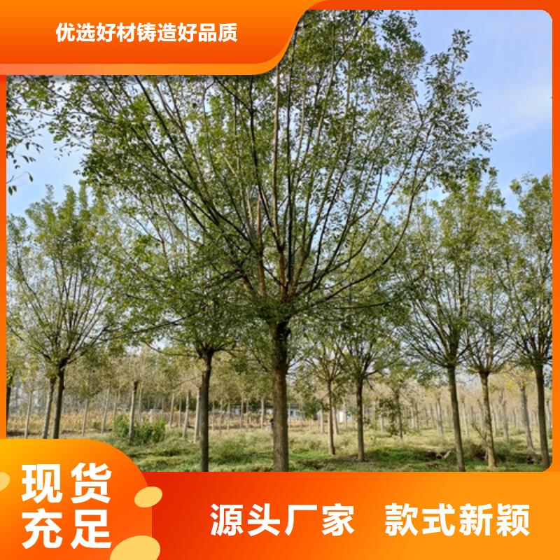 法桐-截杆发帽诚信厂家联系厂家