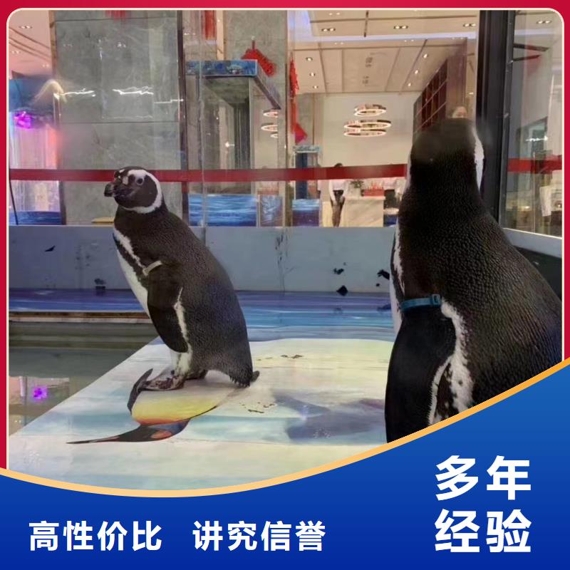 海洋主题动物表演,杂耍演出放心之选本地货源