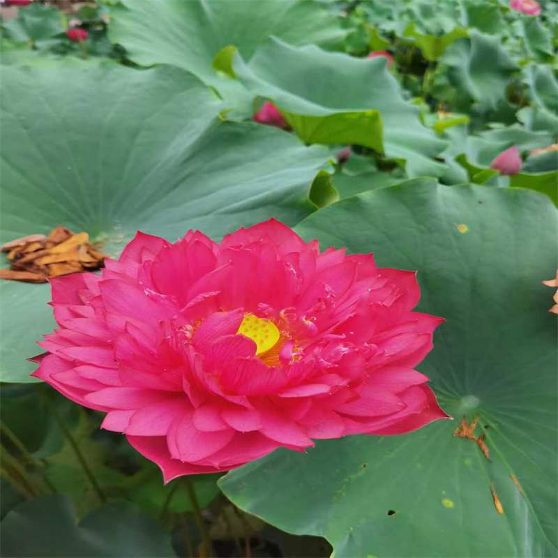 重瓣荷花苗订购热线