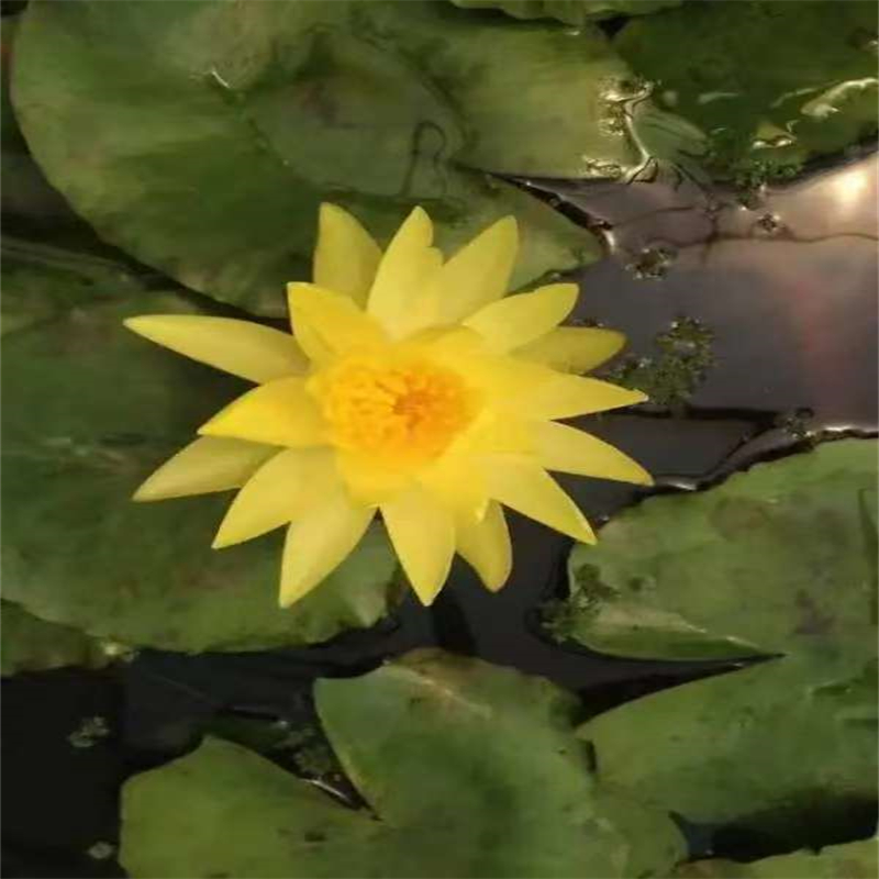 睡莲什么时候开花生产定做
