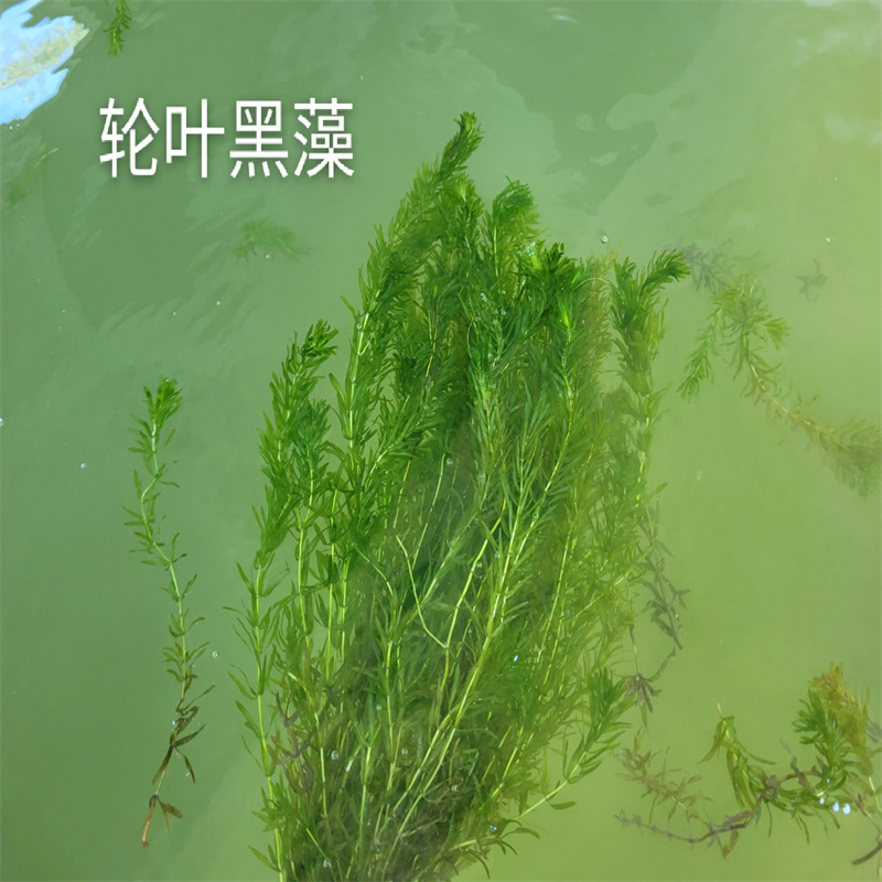 大茨藻大规模厂家