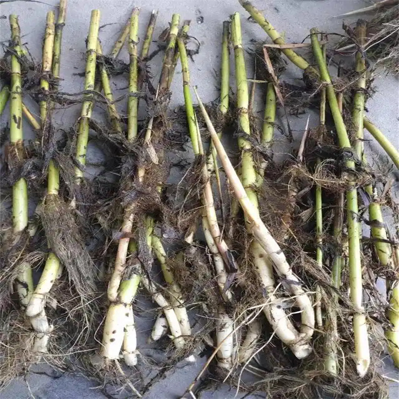 芦苇苗芦苇小苗厂家工艺先进