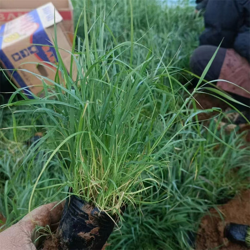 芦苇苗生态修复芦苇苗采购无忧