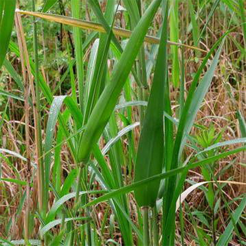 芦苇苗_净化水质芦苇苗使用寿命长久