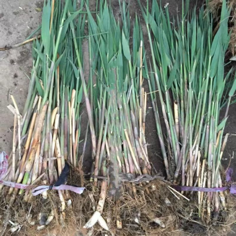 芦苇苗,环保材料芦苇苗厂家大量现货