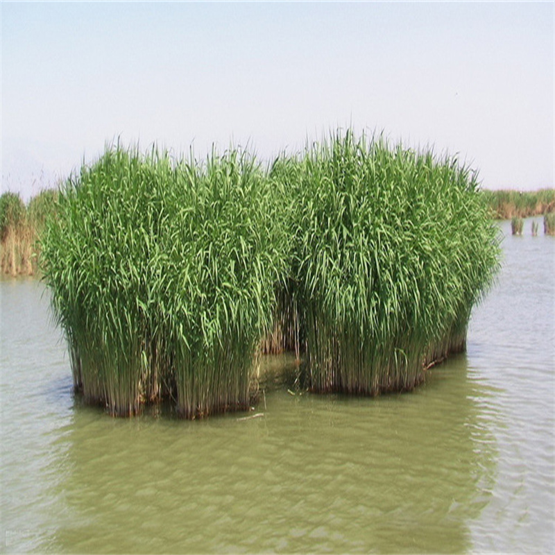 芦苇苗净化水质芦苇苗诚信经营现货现发