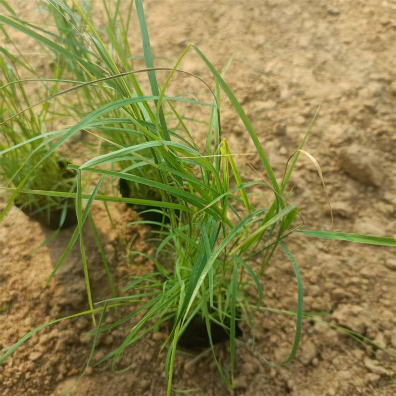 芦苇苗芦苇苗价格诚信为本