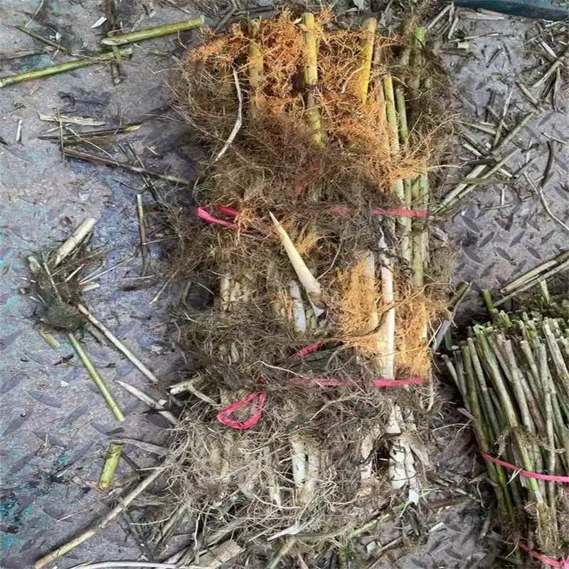 芦苇苗芦苇苗批发实体厂家