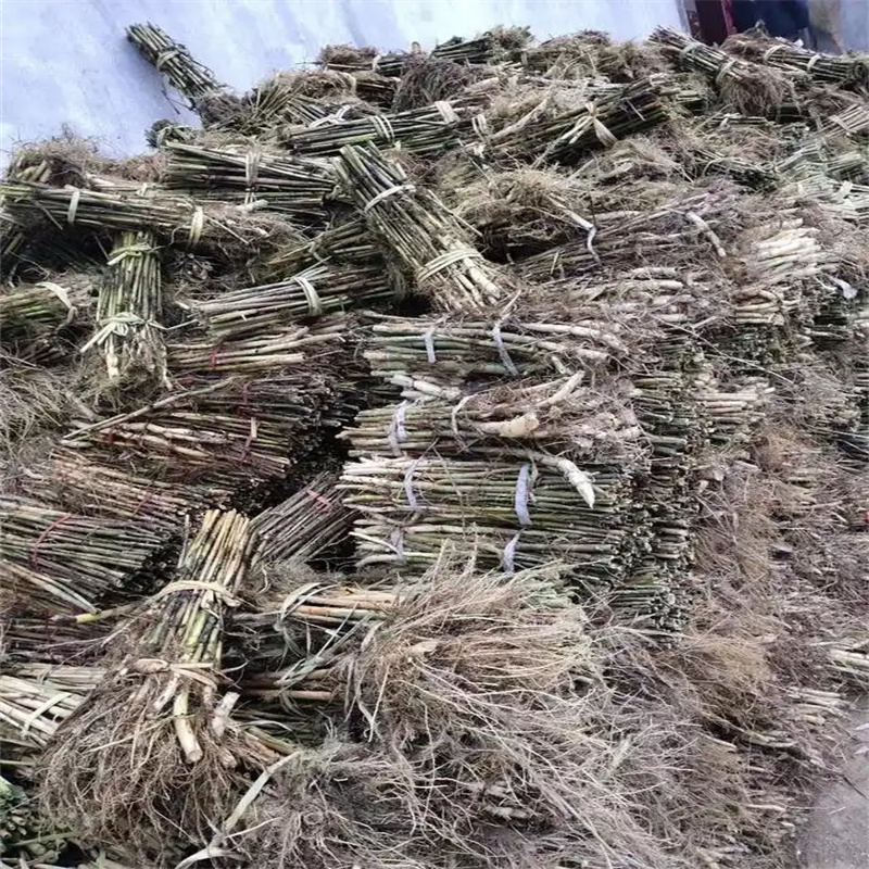 芦苇苗净化水质芦苇苗诚信经营现货现发