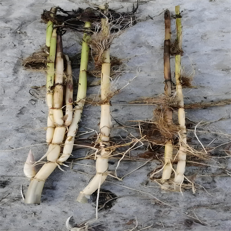 芦苇苗芦苇幼苗可定制