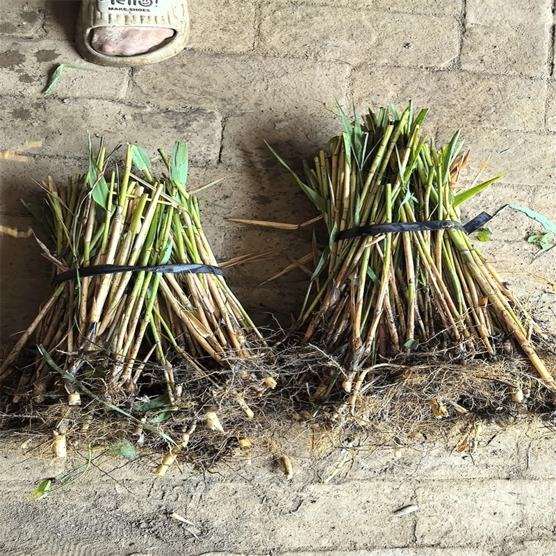 河道治理芦苇苗现货热销