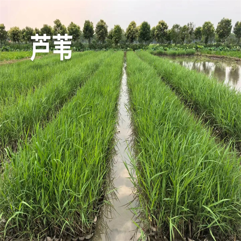芦苇小苗现货批发价格