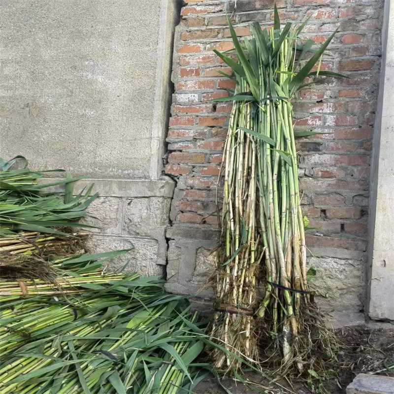 芦苇苗河道治理芦苇苗大量现货供应
